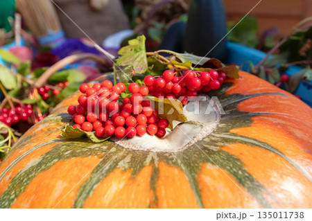 Close-up of yellow pumpkin with bunches of viburnum. Autumn harvest concept. Close-up of yellow pumpkin with bunches of viburnum. Autumn harvest concept. 135011738