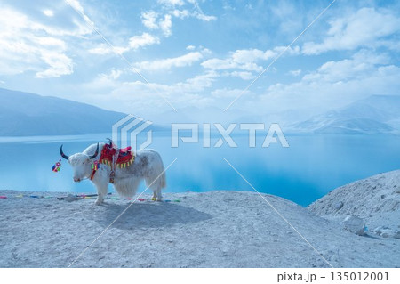 白沙湖とヤク（中国・新疆ウイグル自治区） 135012001