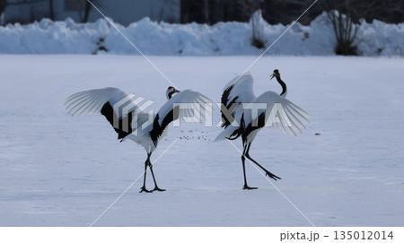 2026年1月4日鶴見台で鶴を撮影 135012014