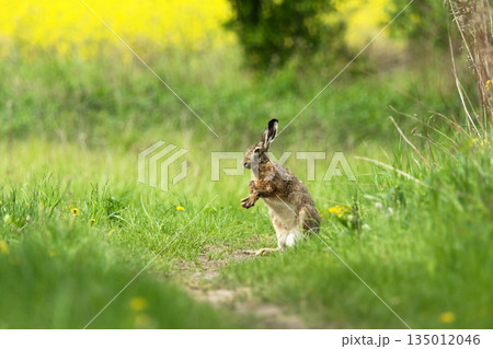 A wild hare sits on a path with its paws up A wild hare sits on a path with its paws up 135012046