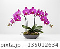 Orchid bouquet on white background 135012634