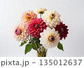 Dahlia bouquet on white background 135012637