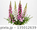 Foxglove bouquet on white background 135012639