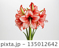 Amaryllis bouquet on white background 135012642