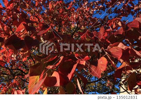 紅葉した木々を撮影しました。 紅葉した木々を撮影しました。 135012831