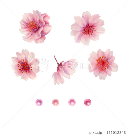 Set of pink flowers of cherry blossoms and pearls. Watercolor illustration templates for weddings, Valentine's Day, Mother's Day, birthdays, frames, borders, postcards, greetings, and banners 135012848