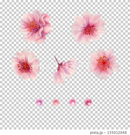 Set of pink flowers of cherry blossoms and pearls. Watercolor illustration templates for weddings, Valentine's Day, Mother's Day, birthdays, frames, borders, postcards, greetings, and banners 135012848