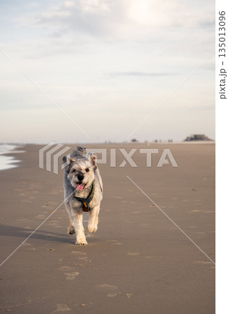 Happy dog running freely on wide sandy beach along sea coastline 135013096