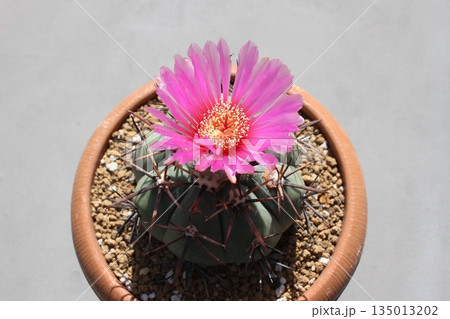 サボテン サボテンの花 太平丸 雷帝 エキノカクタス サボテン サボテンの花 太平丸 雷帝 エキノカクタス 135013202