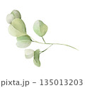 Eucalyptus branch isolated watercolor clipart. Hand painted greenery illustration for wedding, spring and summer designs, floral arrangements, invitations, stationery, branding and natural decor. 135013203