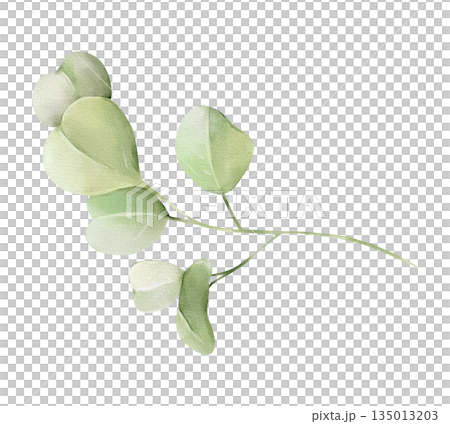 Eucalyptus branch isolated watercolor clipart. Hand painted greenery illustration for wedding, spring and summer designs, floral arrangements, invitations, stationery, branding and natural decor. 135013203