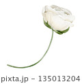 White ranunculus bud isolated watercolor clipart. Hand painted floral illustration for spring and wedding design, invitations, greeting cards, stationery, prints and decorative compositions. 135013204