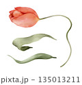 Tulip and leaves isolated watercolor clipart set. Hand painted floral illustration for spring design, greeting cards, invitations, stationery, prints and decorative arrangements. 135013211