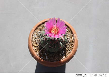 サボテン サボテンの花 太平丸 雷帝 エキノカクタス サボテン サボテンの花 太平丸 雷帝 エキノカクタス 135013243