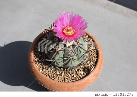 サボテン サボテンの花 太平丸 雷帝 エキノカクタス サボテン サボテンの花 太平丸 雷帝 エキノカクタス 135013275
