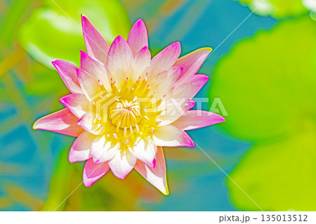 家の周りの草花 四季の色々 水生植物園の温室に美しいスイレンの花が咲きました 家の周りの草花 四季の色々 水生植物園の温室に美しいスイレンの花が咲きました 135013512