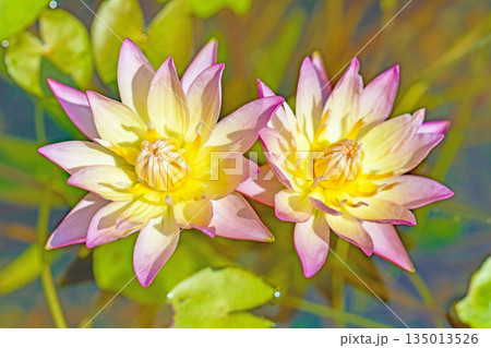 家の周りの草花　四季の色々　水生植物園の温室に美しいスイレンの花が咲きました　 135013526