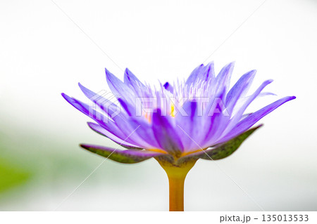 家の周りの草花 四季の色々 水生植物園の温室に美しいスイレンの花が咲きました 家の周りの草花 四季の色々 水生植物園の温室に美しいスイレンの花が咲きました 135013533