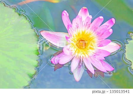 家の周りの草花　四季の色々　水生植物園の温室に美しいスイレンの花が咲きました　 135013541