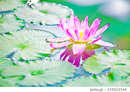 家の周りの草花 四季の色々 水生植物園の温室に美しいスイレンの花が咲きました 家の周りの草花 四季の色々 水生植物園の温室に美しいスイレンの花が咲きました 135013544
