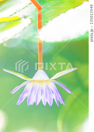 家の周りの草花　四季の色々　水生植物園の温室に美しいスイレンの花が咲きました　 135013549