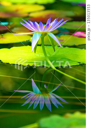 家の周りの草花 四季の色々 水生植物園の温室に美しいスイレンの花が咲きました 家の周りの草花 四季の色々 水生植物園の温室に美しいスイレンの花が咲きました 135013553