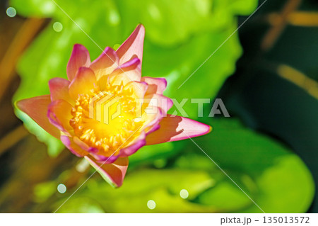 家の周りの草花 四季の色々 水生植物園の温室に美しいスイレンの花が咲きました 家の周りの草花 四季の色々 水生植物園の温室に美しいスイレンの花が咲きました 135013572