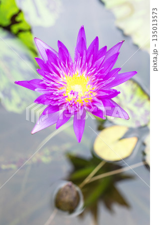 家の周りの草花 四季の色々 水生植物園の温室に美しいスイレンの花が咲きました 家の周りの草花 四季の色々 水生植物園の温室に美しいスイレンの花が咲きました 135013573