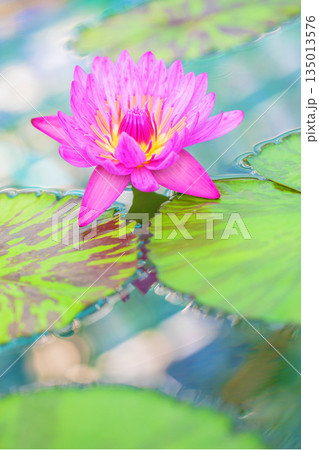 家の周りの草花 四季の色々 水生植物園の温室に美しいスイレンの花が咲きました 家の周りの草花 四季の色々 水生植物園の温室に美しいスイレンの花が咲きました 135013576