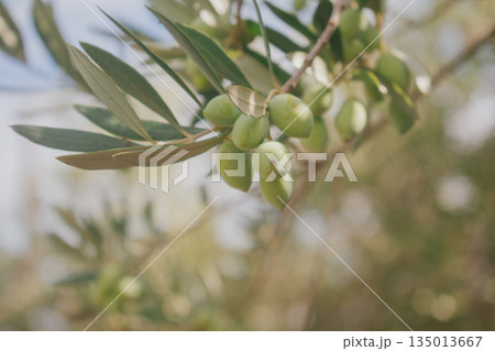 Olives on branch colour change from light green to pink unripe harvest. 135013667