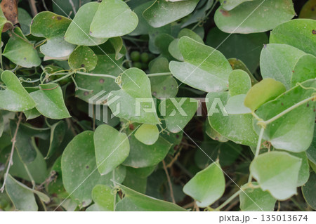 Lush heart-shaped leaves of the Smilax aspera vine (Rough Bindweed) create a natural wall Lush heart-shaped leaves of the Smilax aspera vine (Rough Bindweed) create a natural wall 135013674