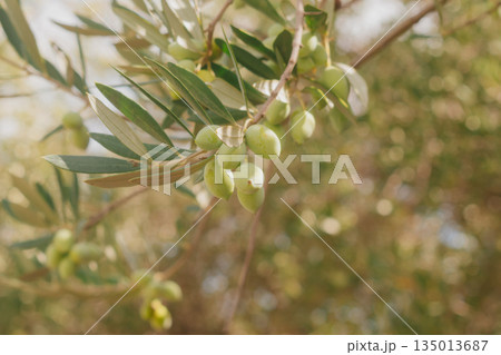 Olives on branch colour change from light green to pink unripe harvest. 135013687