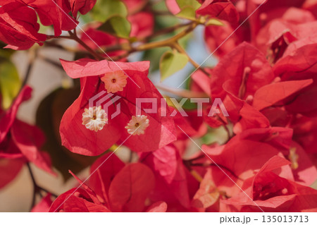 Natural floral wallpaper: bright bougainvillea blossoms creating a vivid background 135013713
