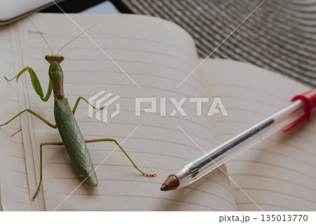 Praying mantis on a desk next to a blank notebook and pen, symbolizing inspiration 135013770