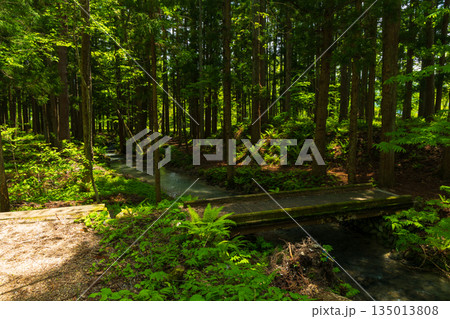 初夏の長野県白馬村　新緑の木流川散策路 135013808