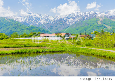 初夏の長野県白馬村　新緑と残雪の白馬連峰 135013835