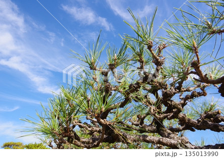 剪定された松 135013990