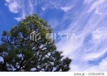 秋の空に白い雲と黒松 135014070