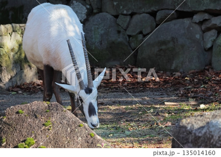 アラビアオリックス 135014160