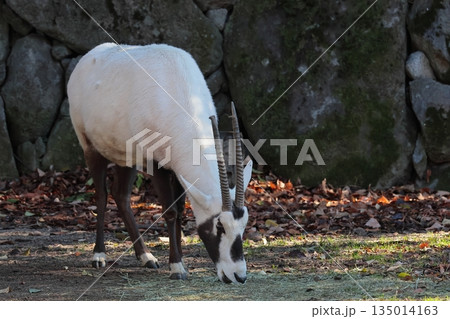 アラビアオリックス 135014163