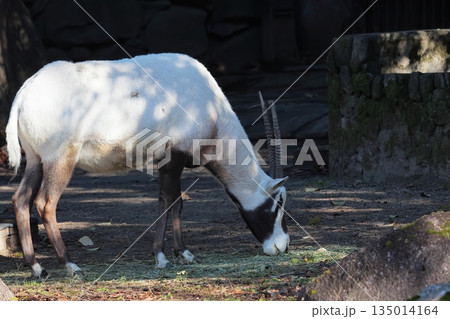 アラビアオリックス 135014164