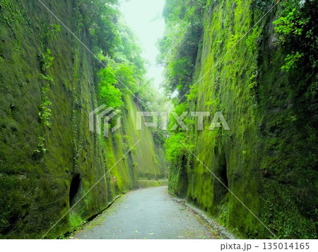 初夏の岩隈山の切通し 苔が生える岩 (熊本県山鹿市) 初夏の岩隈山の切通し 苔が生える岩 (熊本県山鹿市) 135014165