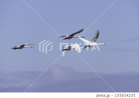 青空を優雅に飛ぶ白鳥 135014235