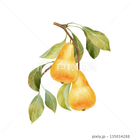 Hand-drawn illustration of two yellow pears on a branch with leaves 135014288