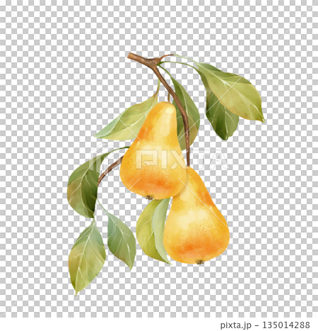 Hand-drawn illustration of two yellow pears on a branch with leaves 135014288
