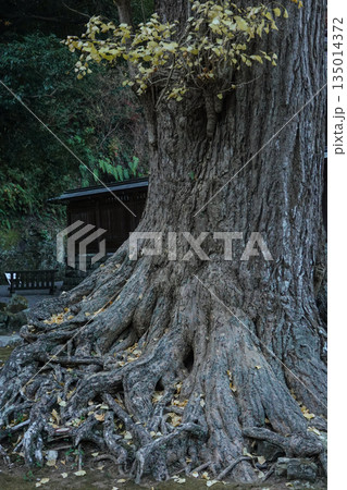 千葉県_安房神社 千葉県_安房神社 135014372