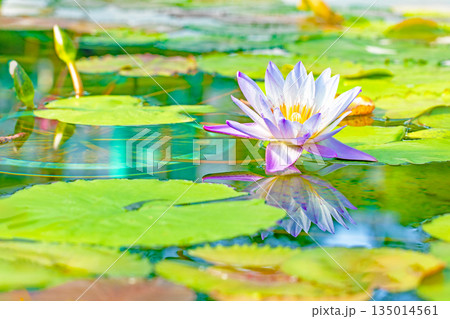 家の周りの草花 四季の色々 水生植物園の温室に美しいスイレンの花が咲きました 家の周りの草花 四季の色々 水生植物園の温室に美しいスイレンの花が咲きました 135014561