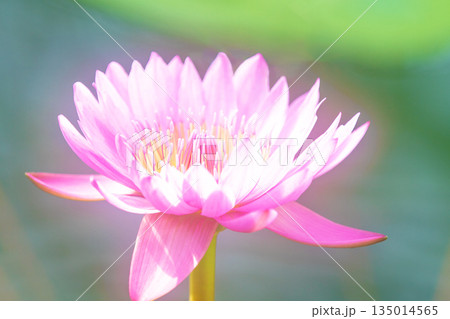 家の周りの草花　四季の色々　水生植物園の温室に美しいスイレンの花が咲きました　 135014565