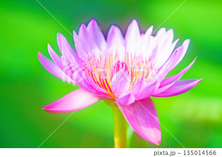 家の周りの草花　四季の色々　水生植物園の温室に美しいスイレンの花が咲きました　 135014566