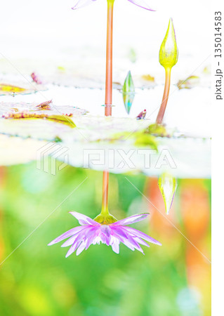 家の周りの草花 四季の色々 水生植物園の温室に美しいスイレンの花が咲きました 家の周りの草花 四季の色々 水生植物園の温室に美しいスイレンの花が咲きました 135014583